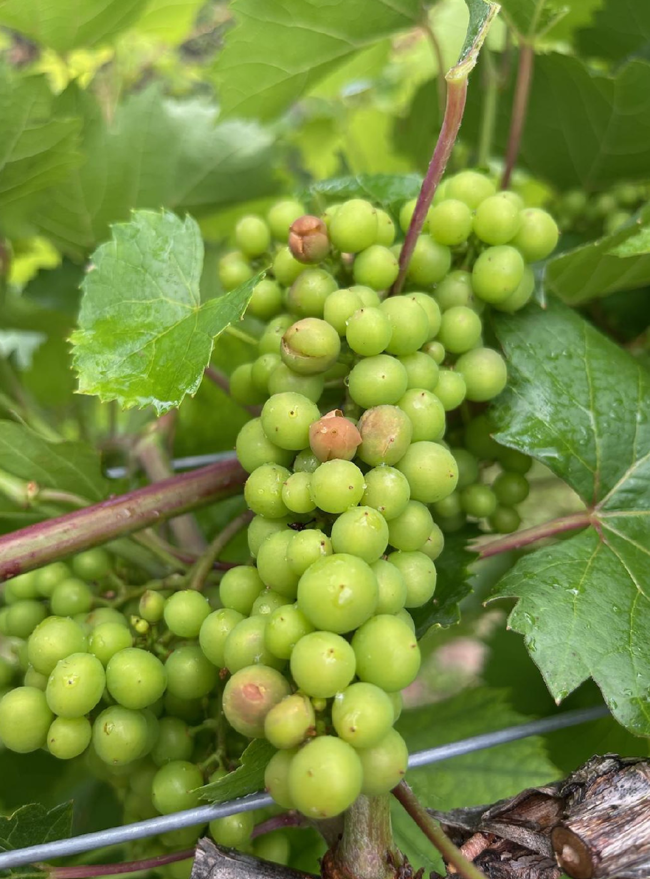 grapes with hail damage